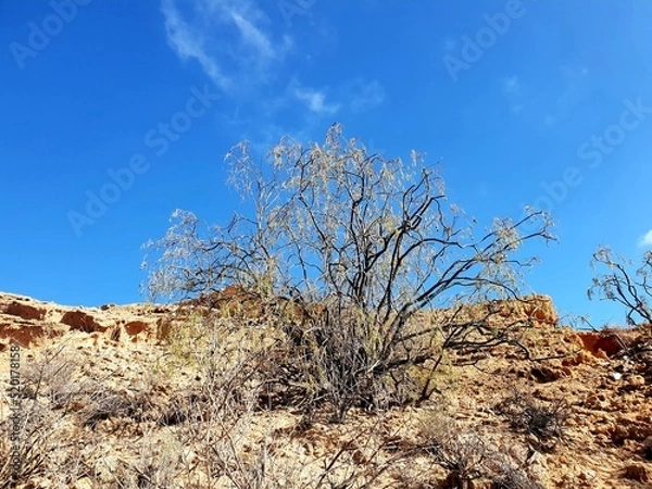 Obraz joshua tree national park