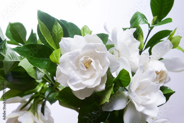 Fototapeta Blooming gardenia jasmine flower with jasmine leaves on white background