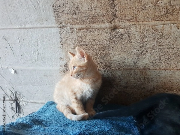 Obraz cat on the roof