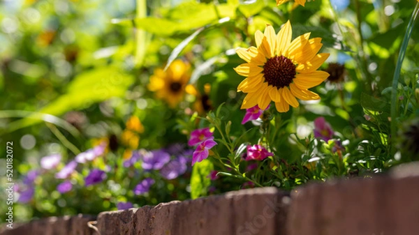 Fototapeta 花壇のひまわりがお出迎え