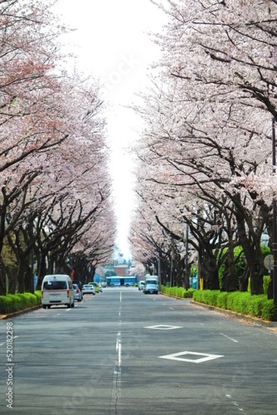 Fototapeta 桜で満開の立川市街地の風景6