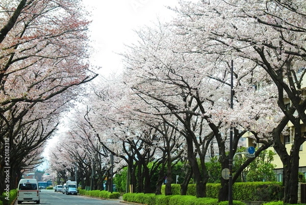 Fototapeta 桜で満開の立川市街地の風景5