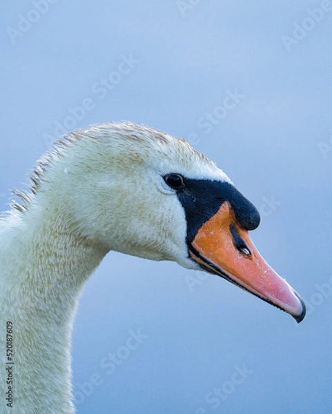 Obraz mute swan portrait