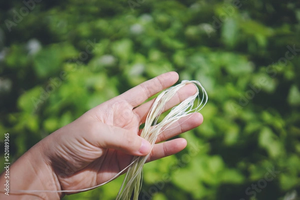 Obraz 伝統的な手法で作られる宮古上布の原材料 沖縄県の離島宮古島に自生する植物苧麻の繊維を持つ手