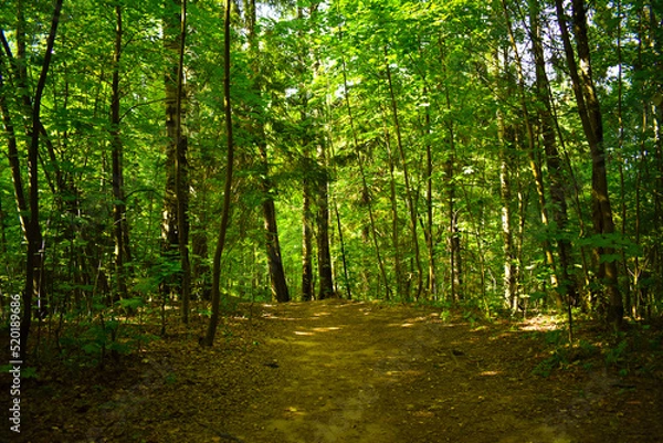 Obraz path in the green dense deciduous forest