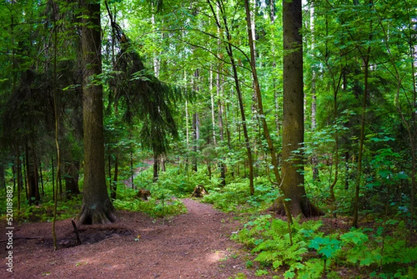 Obraz path through dense green forest