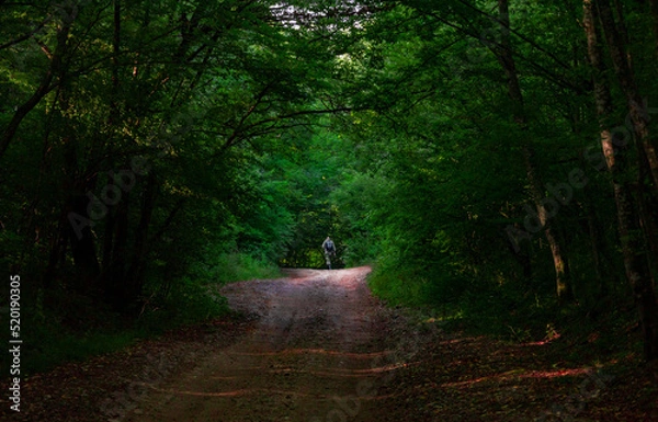 Fototapeta tourist on a forest road