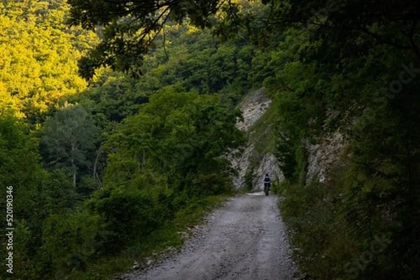 Fototapeta cyclist on a forest road