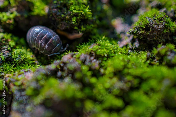 Obraz ダンゴムシ