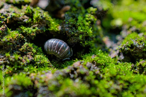 Obraz ダンゴムシ