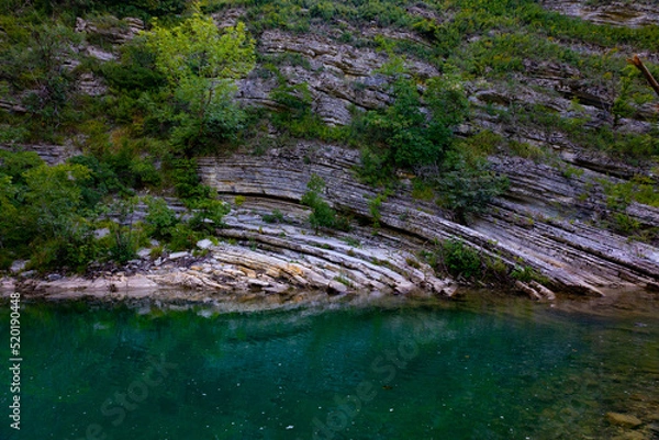 Fototapeta tree on the river