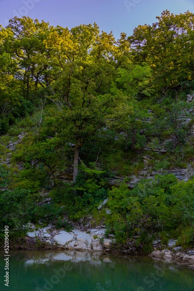 Fototapeta woods in the forest