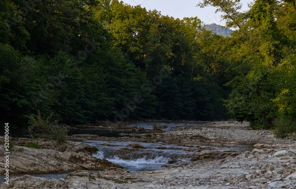 Fototapeta river in the woods