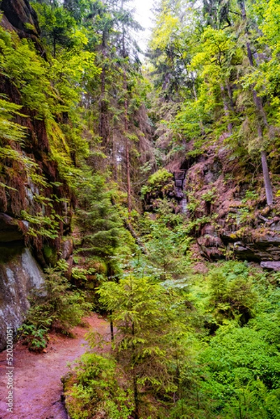 Fototapeta Magical enchanted fairytale forest with fern, moss, lichen and sandstone rocks at the hiking trail Devil chamber in the national park Saxon Switzerland near Dresden, Saxony, Germany.