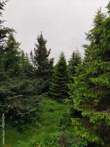 Obraz forest in the morning