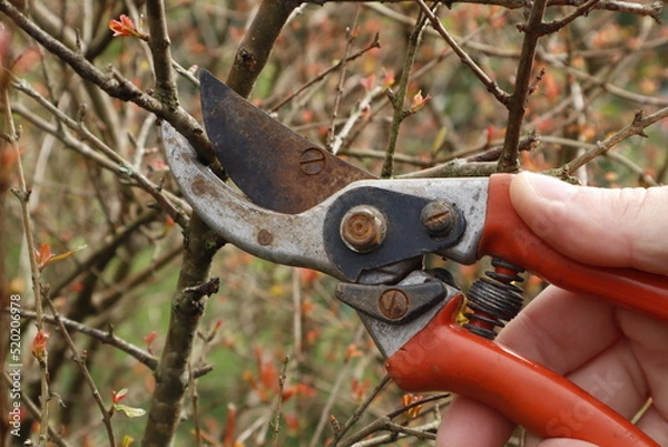 Obraz pruning branches