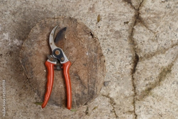 Obraz Pruning a tree