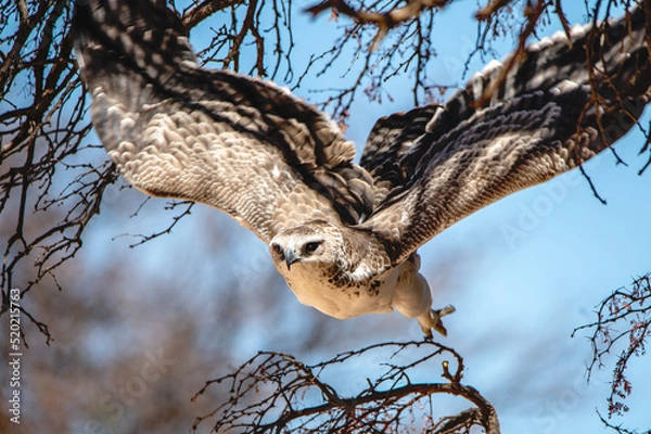 Fototapeta Juvenile eagle taking flight