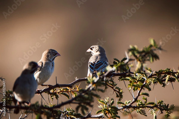 Fototapeta birds on a branch