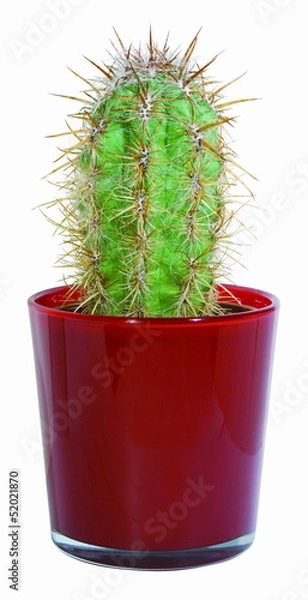 Obraz Kaktus im Glas