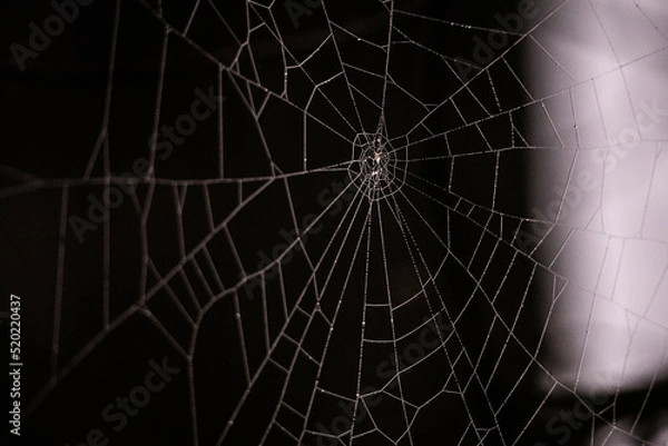 Obraz close up spider web with dew an dark background