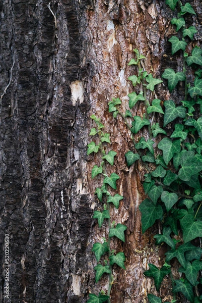 Obraz close up ivy on an old trunk