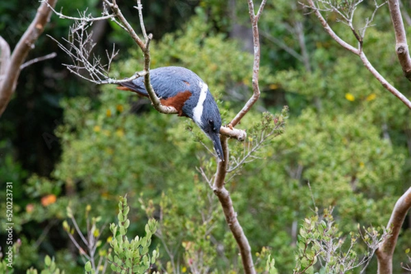 Obraz Ringed Kingfischer (Martin Pescador) Latin Name: Megaceryle torquata. Rio Maullin. Chile