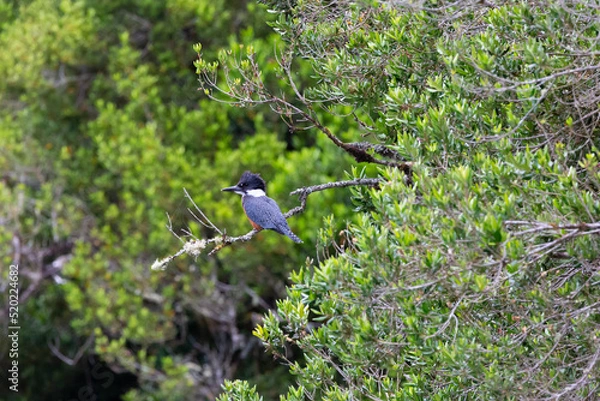Obraz Ringed Kingfischer (Martin Pescador) Latin Name: Megaceryle torquata. Rio Maullin. Chile