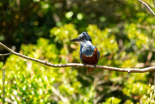 Obraz Ringed Kingfischer (Martin Pescador) Latin Name: Megaceryle torquata. Rio Maullin. Chile