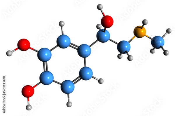 Fototapeta  3D image of Epinephrine skeletal formula - molecular chemical structure of Adrenaline isolated on white background
