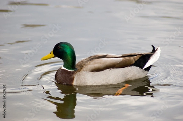 Fototapeta swimming duck