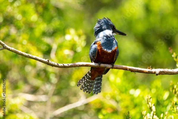Obraz Ringed Kingfischer (Martin Pescador) Latin Name: Megaceryle torquata. Rio Maullin. Chile