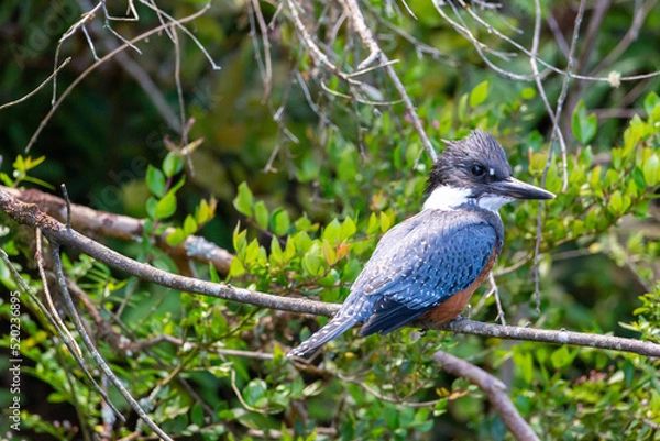 Obraz Ringed Kingfischer (Martin Pescador) Latin Name: Megaceryle torquata. Rio Maullin. Chile