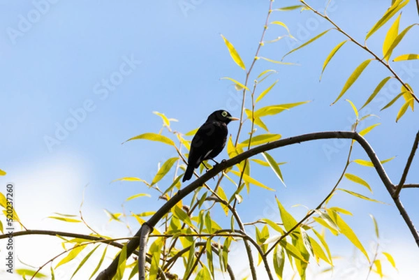 Obraz Spectacled Tyrant (Run Run) Latin Name: Hymenops perspicillatus