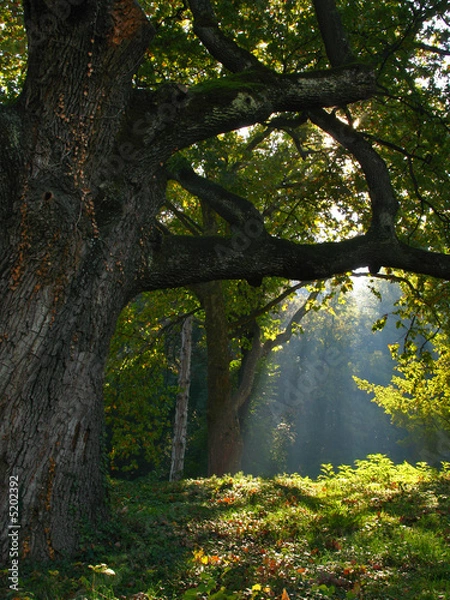 Fototapeta tree with rays of sun