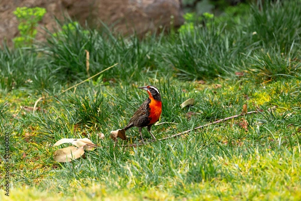 Obraz Long-tailed Meadowlark (Loica Común). Latin Name: Sturnella Loyca. Santiago Chile