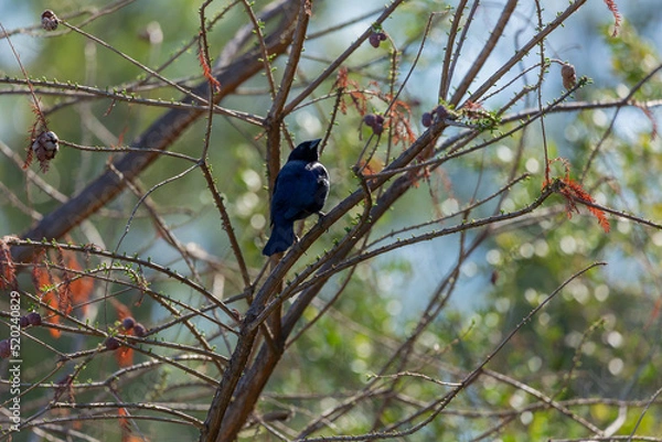Obraz Austral Blackbird (Tordo) Latin Name: Curaeus curaeus. Santiago. Chile