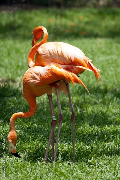Obraz Flamingo