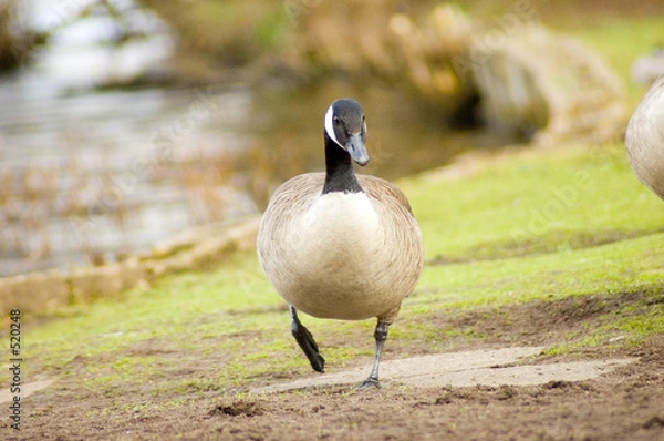 Fototapeta the running duck
