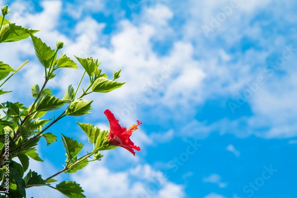 Obraz 青空とハイビスカス