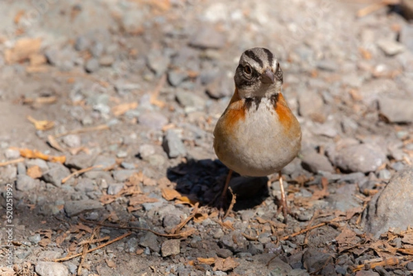 Obraz Rufous-collared Sparrow (Chincol) Latin Name: Zonotrichia capensis