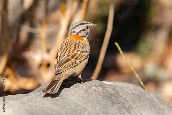 Obraz Rufous-collared Sparrow (Chincol) Latin Name: Zonotrichia capensis