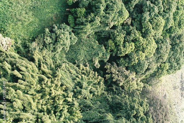 Fototapeta Mossy hill