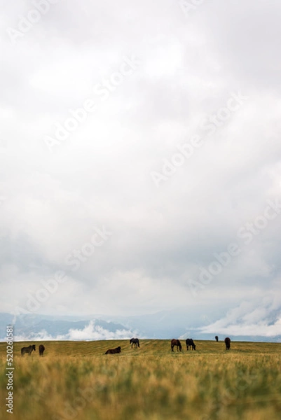 Fototapeta Steppe landscape with a grazing horse, hills in the background and a cloudy sky