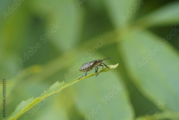 Obraz Wanze bug käfer kaefer Hemiptera