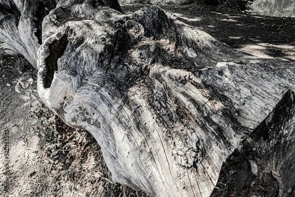 Fototapeta Toter Baum