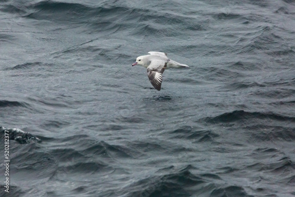 Obraz Southern Fulmer (Petrel Plateado) Latin Name: Fulmarus Glacialoides.