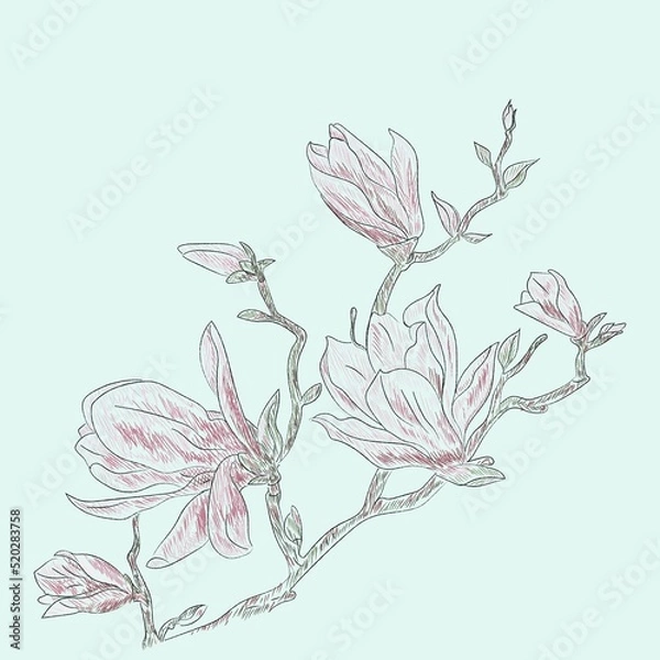 Fototapeta Sketch of magnolia flower in colors, branch, flower and bud