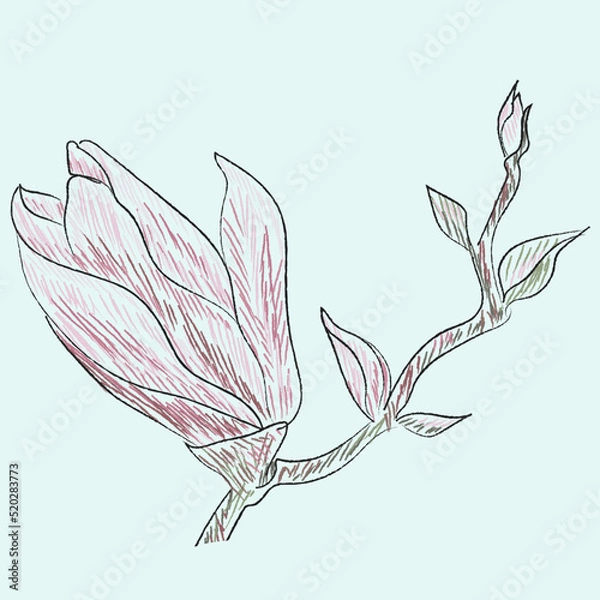 Fototapeta Sketch of magnolia flower in colors, branch, flower and bud