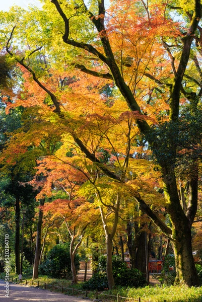 Fototapeta 京都・下鴨神社の紅葉